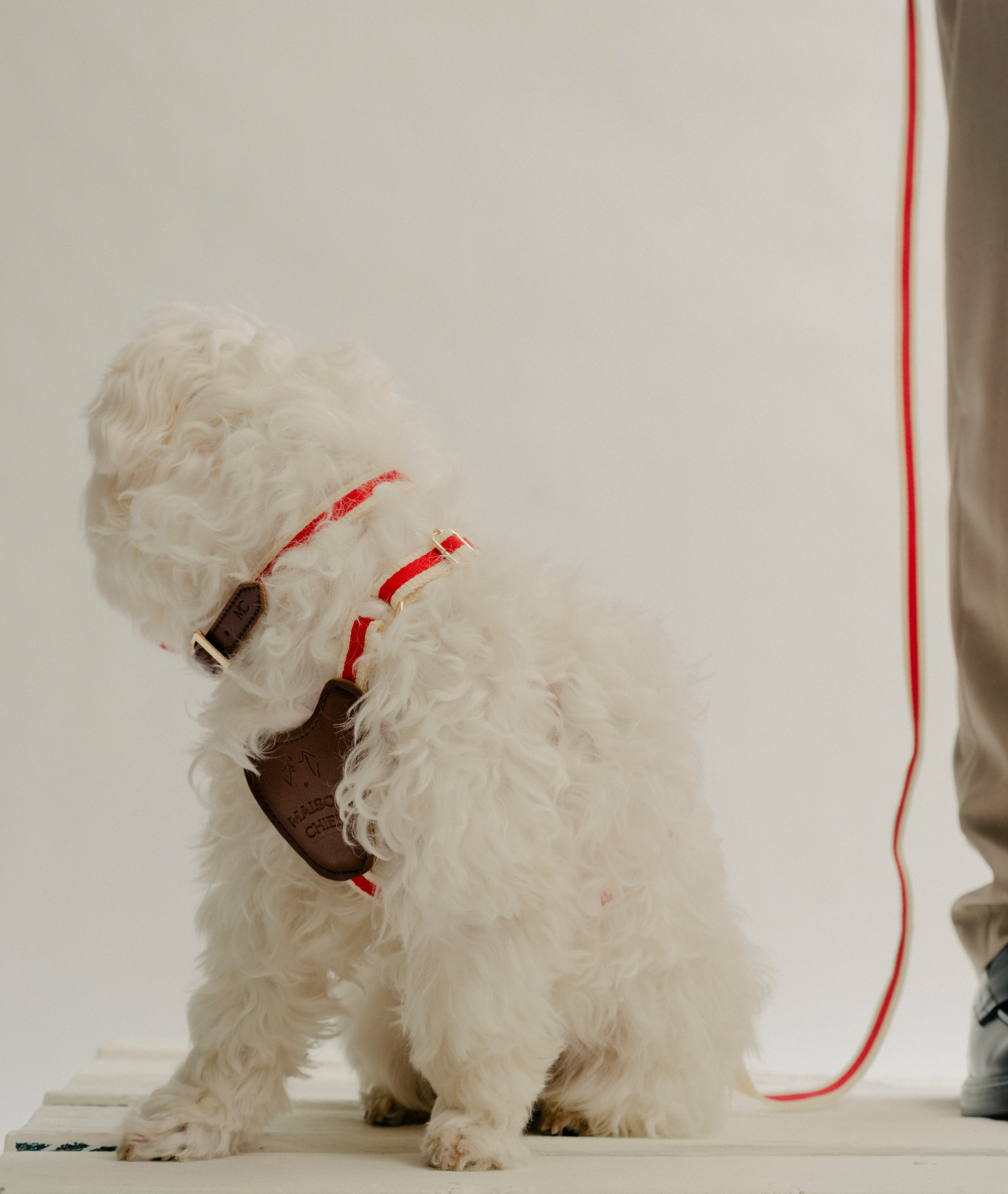 Dog lead and harness set hot sale